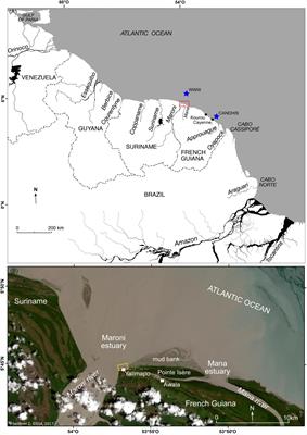 Multi-Decadal to Short-Term Beach and Shoreline Mobility in a Complex River-Mouth Environment Affected by Mud From the Amazon